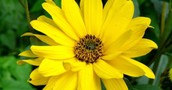 Arnica