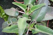 Kalanchoe