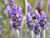 Lavanda